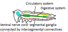 <p>central nervous system, visceral (stomodaeal) nervous system, and peripheral nervous system</p>