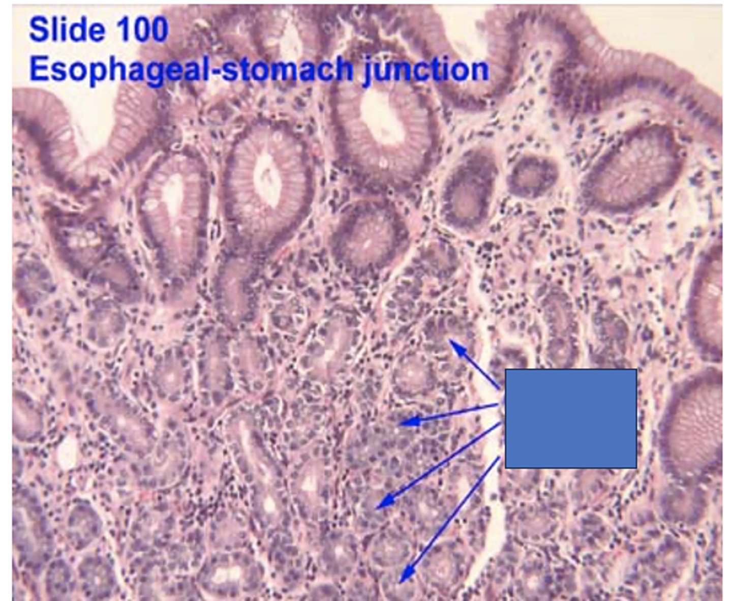 <p>Identify the structure</p>