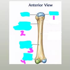 <p>label this diagram of the radius</p>