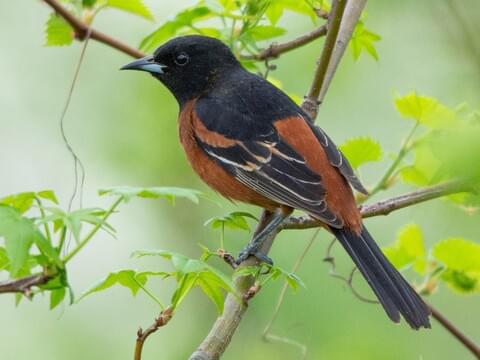 <p>Orchard Oriole</p>