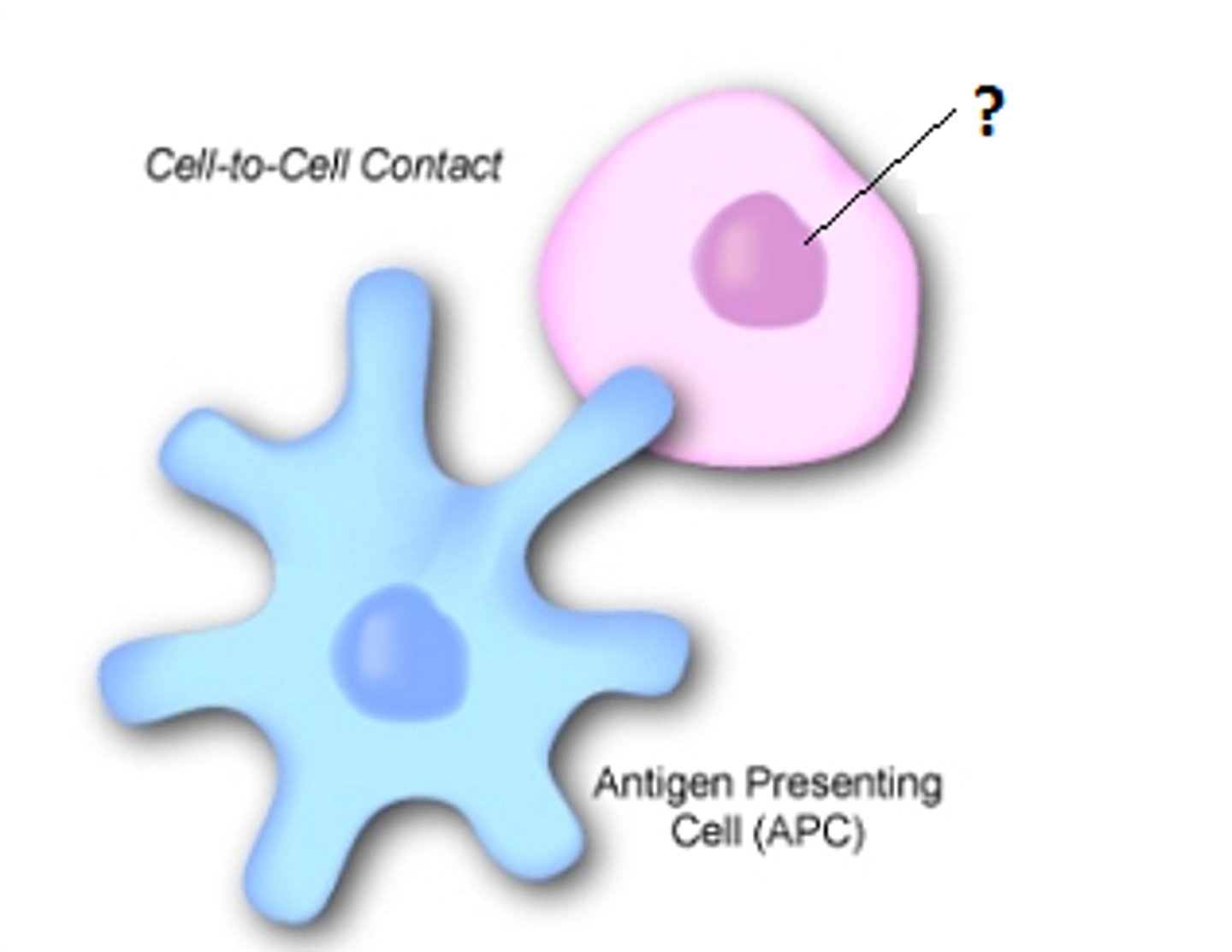 <p>A type of T lymphocyte that releases cytokines to stimulate B cells and phagocytosis by phagocytes</p>