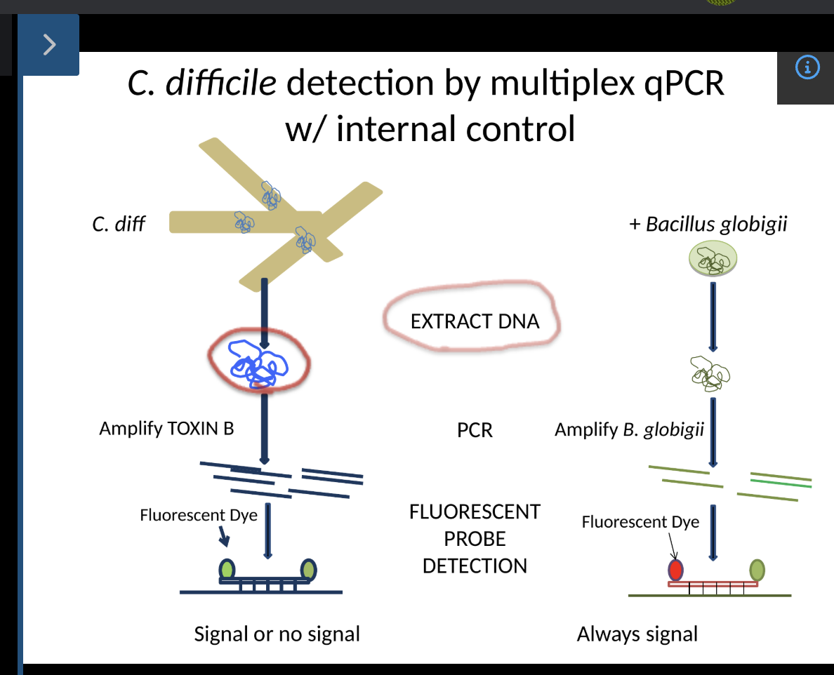 <ul><li><p>pathogenicity locus: PaLoc</p><ul><li><p>produced by tcdB and tcdA [produce toxins B and A]</p><ul><li><p>most assays try to target tcdB</p></li></ul></li></ul></li></ul><p></p>