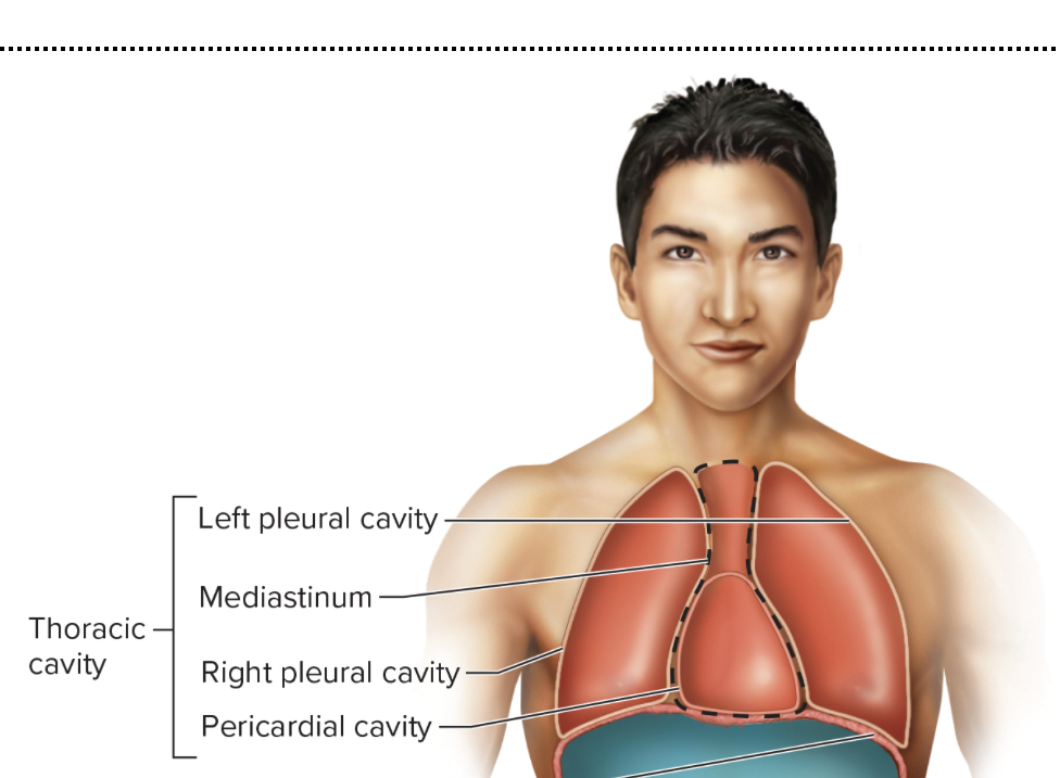 <p>Thoracic Cavity</p>