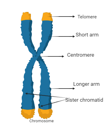 <p><span style="background-color: rgb(229, 224, 236);"><mark data-color="#ffffff" style="background-color: rgb(255, 255, 255); color: inherit;">Telomere: The region of non-coding DNA located at the end of chromosomes</mark></span></p><ul><li><p>Prevent chromosomes from fraying or sticking to each other </p></li><li><p>Contain non-coding DNA that provides room for error</p></li><li><p>Becomes shorter with each division, causing risk of errors to increase with age </p></li></ul><p></p>