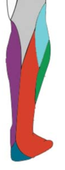 <p>tibial nerve</p>