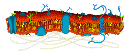 <p>How does the cell membrane regulate transport?</p>