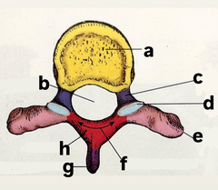 <p>label (e-h) superior aspect of thoracic vertebra</p>