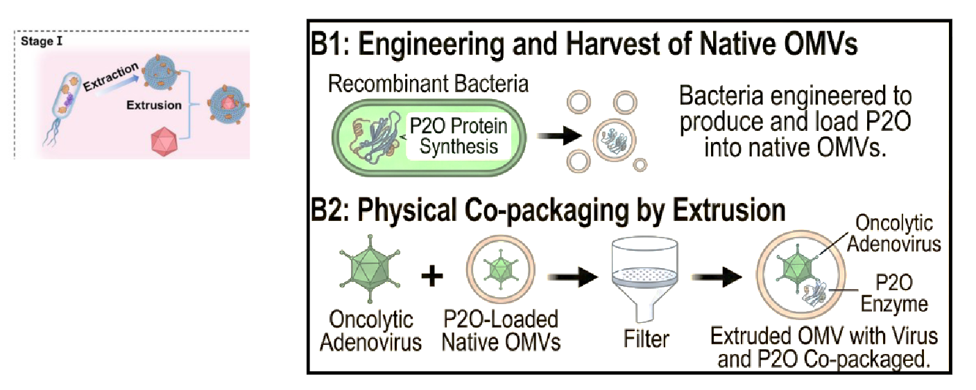 <p>will use OMVs from P2O-expressing bacteria - and extrude with Ad - to make them a ‘single package’</p><ul><li><p>engineer and harvet native OMVs → recombinant bacteria engineered to produce and load P2O into native OMVs</p></li><li><p>physical co-packaging by extrusion → oncolytic Ad + P2O-loaded native OMVs → squeeze through filter, when come back together, Ad and P2O Co-packaged in OMV</p></li></ul><p></p>