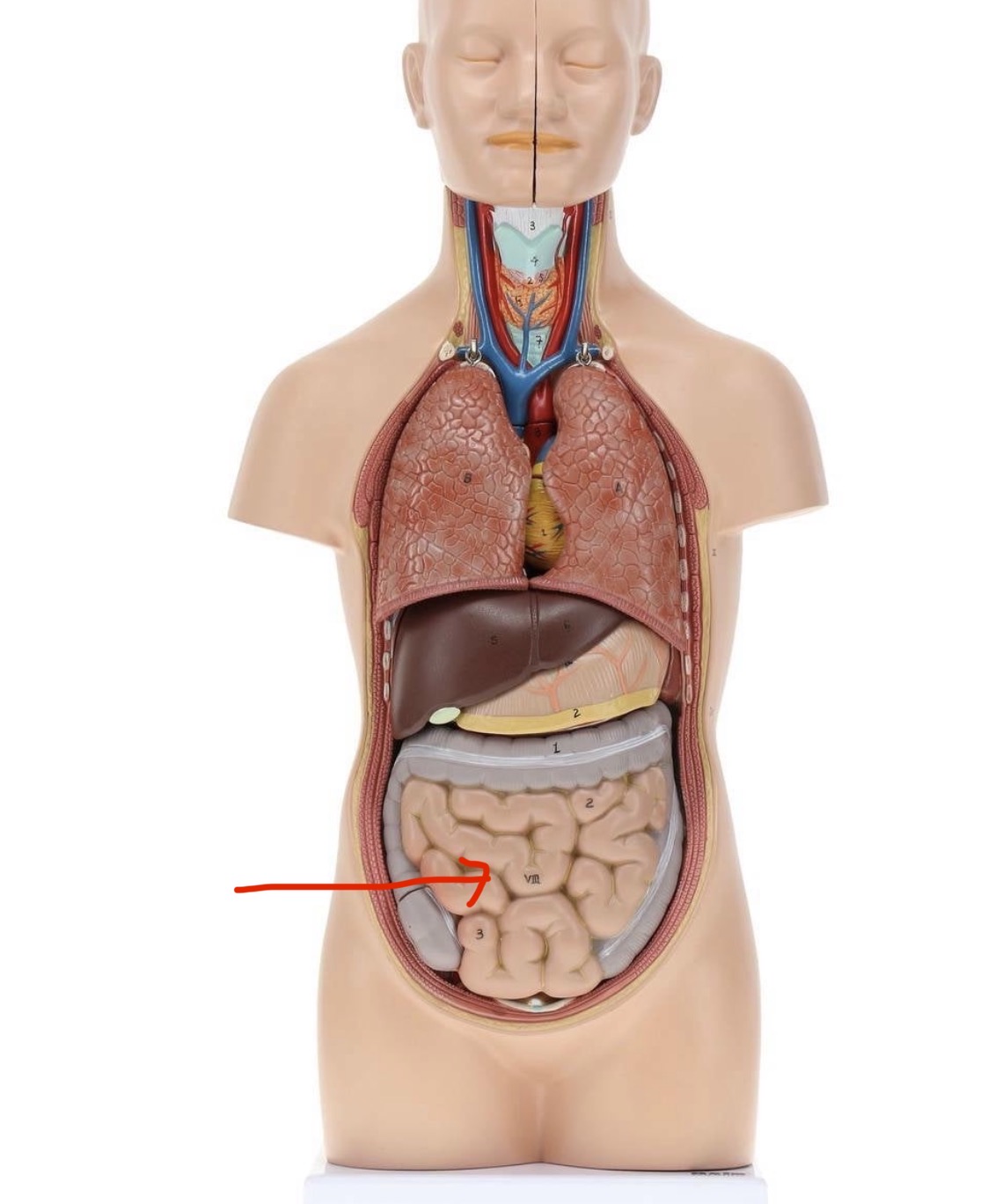 knowt flashcard image