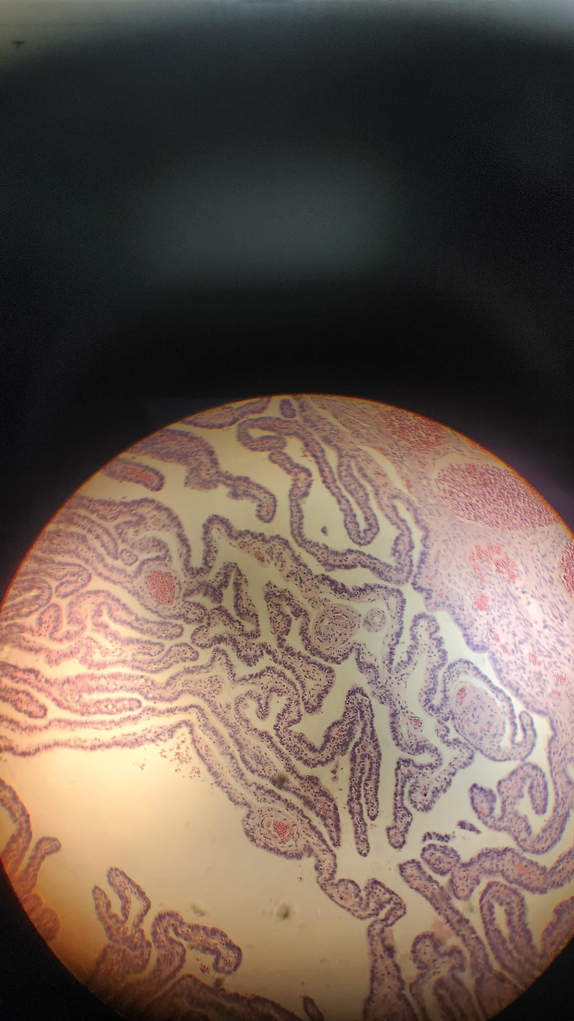 <p>Which organ is this?</p>