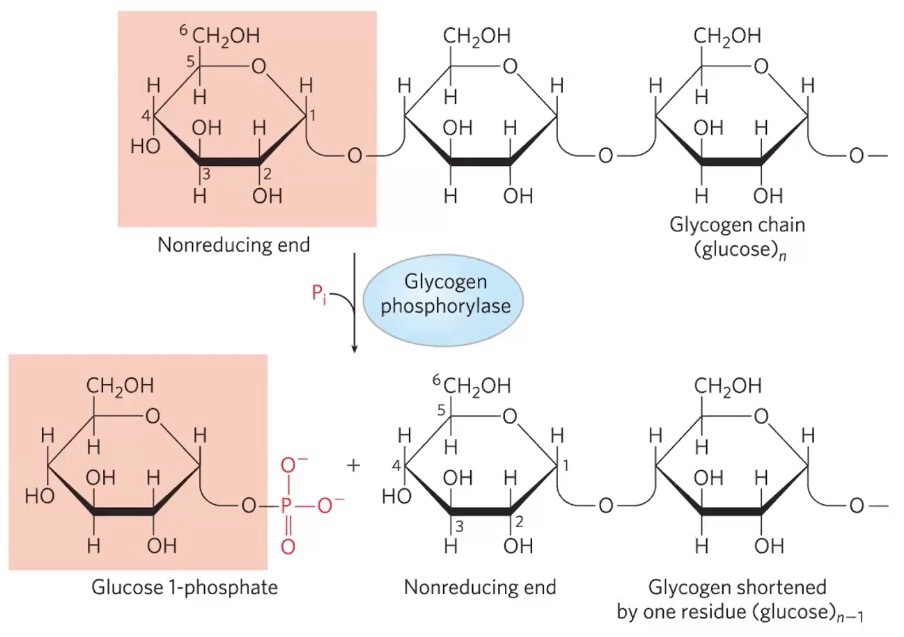 <p>non-reducing end of glycogen chains</p><ul><li><p><span style="background-color: transparent;"><span>A form is active</span></span></p></li><li><p><span style="background-color: transparent;"><span>B form is inactive</span></span></p></li></ul><p>Needs P<sub>i</sub></p>
