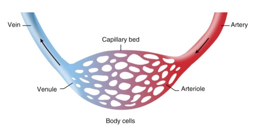 <p>Aorta --> arteries --> arterioles --> capillaries/body cells --> venules --> veins</p><p></p><ul><li><p>DEC venules than capillaries → capillaries combine to make venules</p></li></ul><p></p>