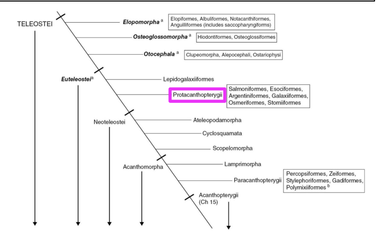 <p>Paraphyletic collection of early-diverging true teleosts</p>