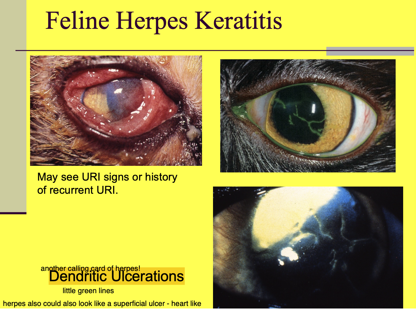 <p>Dendritic ulceration - ulcer that follow along the n. tract. (can also see large geographical ulcers)</p>