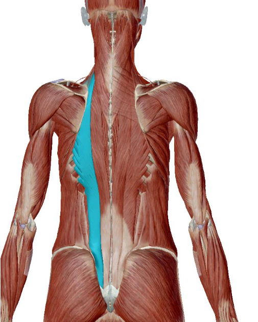 <p>what muscle is this </p>