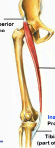 <p><span style="background-color: transparent;">A: flexion @ knee; flexion &amp; lateral rotation hip</span></p>