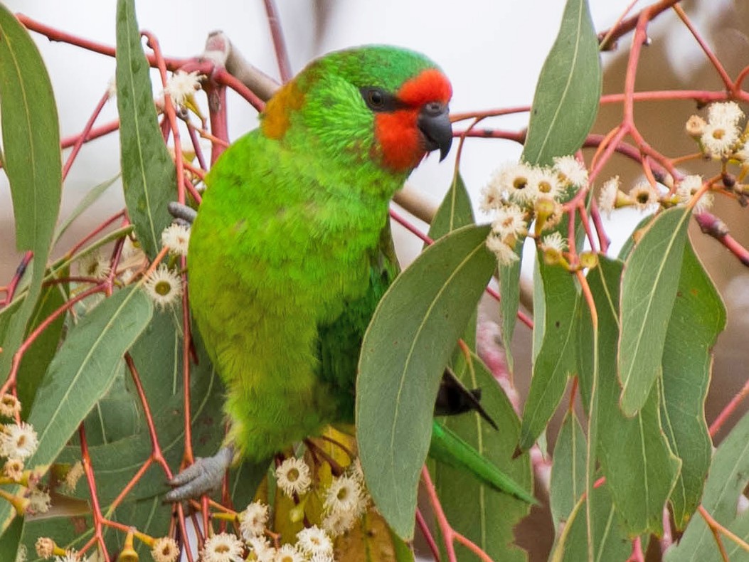 <p>Little lorikeet</p>