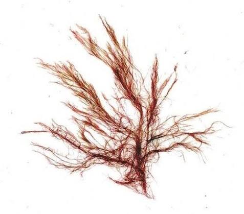 <p>red algae</p><p>has pericentral cells and an axial cell</p>
