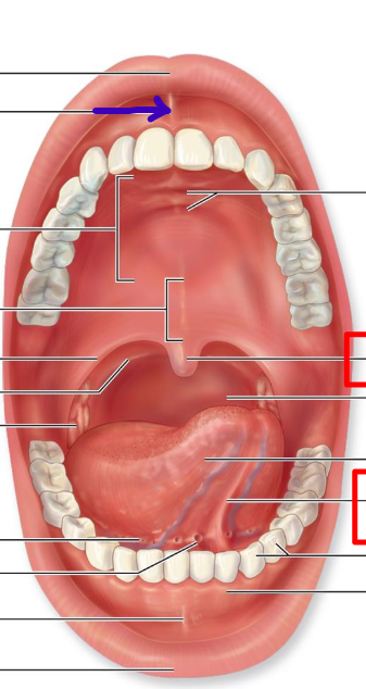 <p>connects top lip to gums</p>