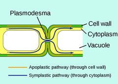<p>plasmodesmata</p>