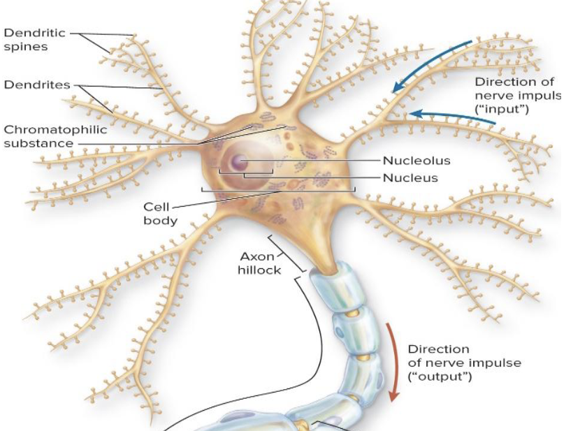 <ul><li><p>What is the function of dendrites?</p></li><li><p>Are dendrites usually short or long?</p></li><li><p>Are dendrites single or multiple?</p></li><li><p>What covers dendrites?</p></li></ul><p></p>