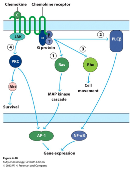 <ol><li><p>chemokine bindt aan chemokinereceptor → activatie receptor:</p></li><li><p>G-proteïne met GTP-bindende subeenheden (alfa, bèta, gamma) geven signaal:</p><ol><li><p>activatie Ras/MAP kinase cascade</p></li><li><p>activatie fosfolipase C-bèta</p></li><li><p>activatie Rho</p></li></ol></li><li><p>JAK activeert proteine kinase C → activeert Akt</p></li></ol><p>→ effecten: celmigratie, genexpressie, survival</p>