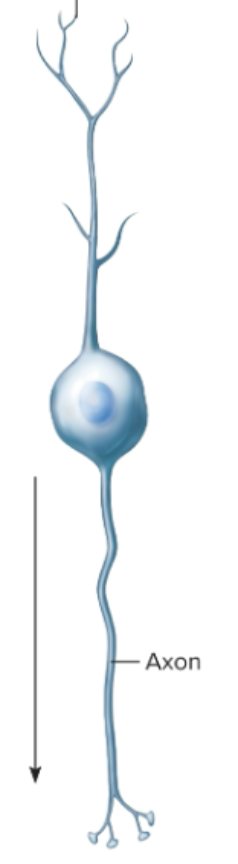 <p>What is a bipolar neuron?</p>