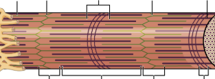 <p>From the left z-line to the right z-line, what is that whole section called?</p>