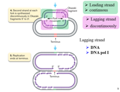 <p>the new complementary DNA strand synthesized continuously along the template strand toward the replication fork in the mandatory 5' to 3' direction</p>
