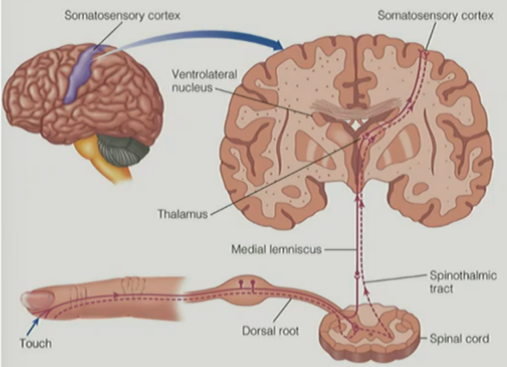<p>medial lemniscus projects up <u>from SC into brainstem</u> → <strong><u>crosses over</u></strong> in brainstem → projects up <u>into thalamus</u></p><p>__</p><p>spinothalamic tract <strong><u>crosses over</u></strong> in SC → projects up <u>into brainstem</u> → projects up <u>into thalamus</u></p><p>__________________</p><ul><li><p>SC connects to the brainstem, which has long fibers going up and down</p></li><li><p>the fibers going up are <u>sensory fibers</u>, which receive sensory info from parts of the body (including skin surface w/ receptors) → <u>cell bodies of these neurons/fibers gather in the </u><strong><u>dorsal root ganglion</u></strong> → project up into <u>SC</u> → send to <strong>brain </strong>SPECIFICALLY <strong><u>ventrolateral nucleus</u></strong><u> of the thalamus</u> → synapse onto <u>other thalamus neurons</u> → project into <strong><u>somatosensory primary cortex (S1)</u></strong></p></li></ul><p>…..</p><p>(from SC to the brain via either of the two tracts)</p>