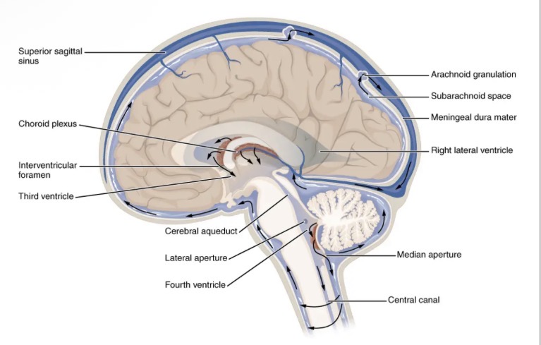 <ol><li><p>Protection - by acting as a shock absorber.</p></li><li><p>Support - brain is suspended in the cranium by the CSF.</p></li><li><p>Transport - takes nutrients to the cells of the brain and spinal cord.</p></li></ol><p></p>