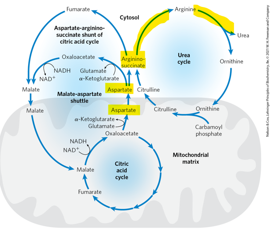<p>What represents a direct metabolic link between the urea cycle and the citric acid cycle </p>
