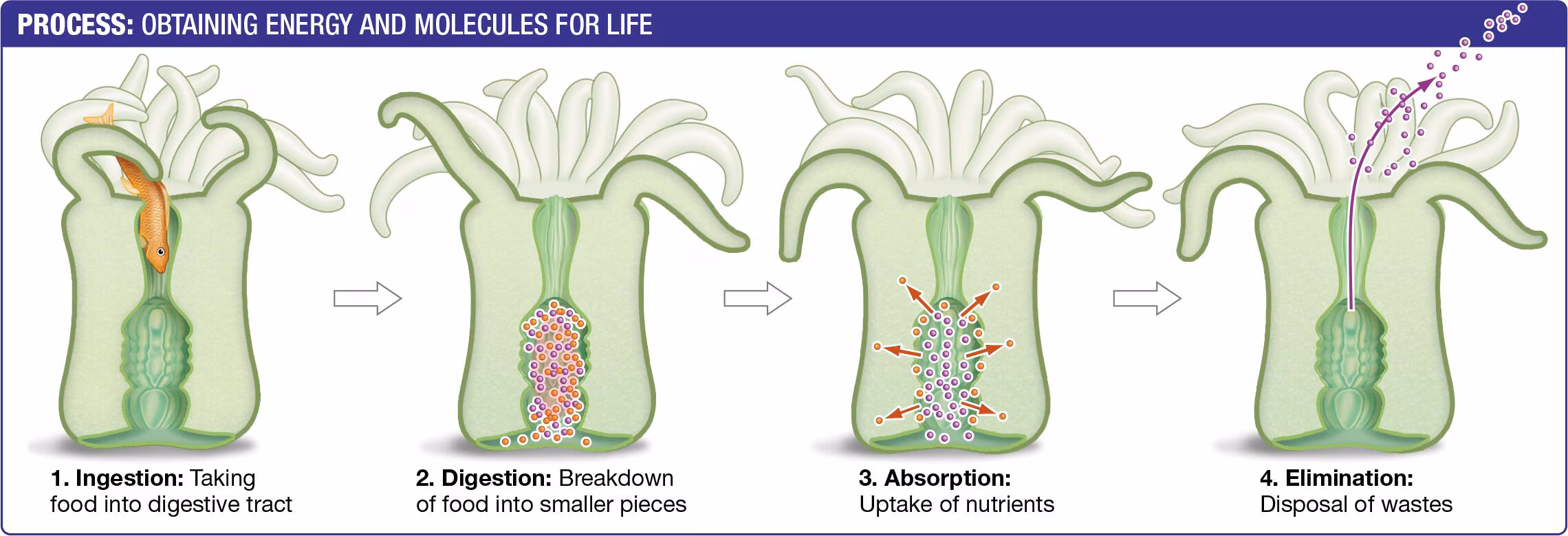 <p>4 processes needed to obtain energy from food:</p><ul><li><p>ingestion</p></li><li><p>digestion</p></li><li><p>absorption</p></li><li><p>elimination</p></li></ul><p></p>