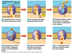 <p>energy required, moving against concentration gradient</p><p>primary- directly use ATP</p><p>Na+/K+ ATPase:</p><p>1. pumps 3 Na+ out and 2 K+ in, uses 1 ATP</p><p>2. maintain osmotic balance</p><p>3. establish electrical gradient</p><p>4. set up sodium gradient for secondary active transport</p><p>secondary- use ATP to establish electrochemical gradient, use gradient to drive transport</p><p>Na+/glucose symporter:</p><p>1. glucose and Na transported in from lumen</p><p>2. powered by Na gradient, created by Na/K ATPase</p><p>ABC transporter:</p><p>1. uses ATP</p><p>2. transports big things</p><p>3. can transport drugs out of cancer cells</p>