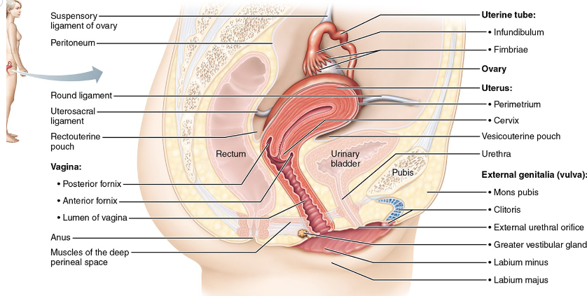 <ul><li><p>Ovaries</p></li><li><p>Uterine tubes(oviducts/ fallopian tubes)</p></li><li><p>Uterus</p></li><li><p>Vagina</p></li></ul><p></p>