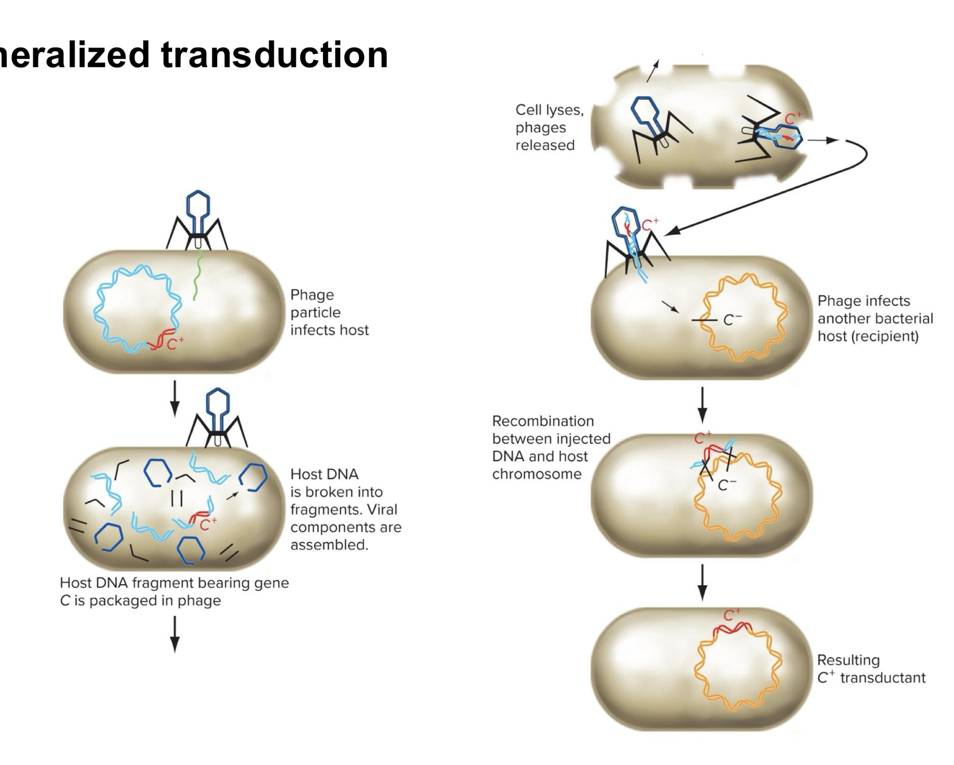 <ul><li><p>incorporation of random fragments of bacterial DNA form donor into bacteriophage particles</p></li><li><p>DNA from donor cell injected into infected recipient cell</p></li><li><p>Transduced chromosomal DNA recombines into homologous DNA recipient</p></li></ul><p></p>