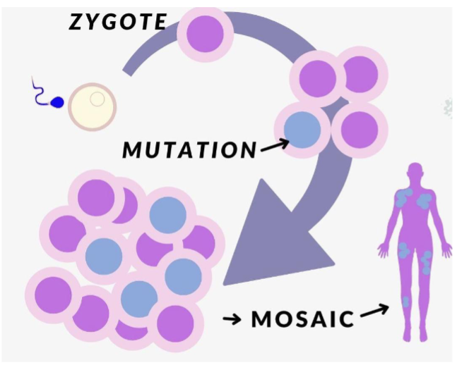 <p>presence of two or more genetically distinct cell populations within an individual that originated from a single zygote</p>