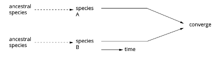 <p>occurs when two or more unrelated species with no recent common ancestors evolve structures, traits, or morphological features that have similar functions (due to similar selection pressures).<strong> </strong>(Dolphins and sharks have very different internal structures, but both have evolved flippers because they live and compete in the sea).</p><p class="MsoNormal">Key Point: <strong>SIMILAR SELECTION PRESSURES</strong> lead to the <strong>development of structures</strong> with <strong>similar functions</strong>. Convergent evolution leads to the development of analogous structures. </p>