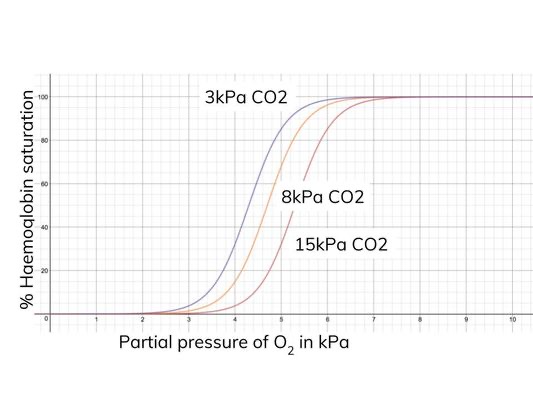 <ul><li><p>concentration of CO2 is low at gas exchange surface, so affinity for oxygen is increased (curve is shifted to the left)</p></li><li><p>concentration of CO2 is high in rapidly respiring tissues, so affinity for oxygen is reduced (curve is shifted to the right)</p><ul><li><p>Left = Loads oxygen</p></li><li><p>Right = Releases oxygen</p></li></ul></li></ul><p></p>