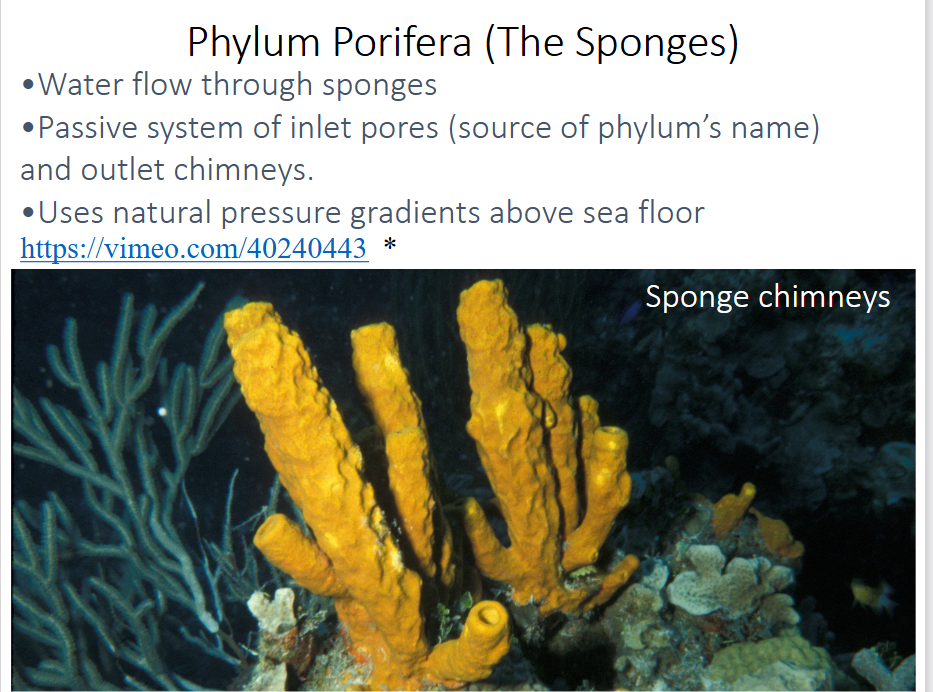 <p>-several thousand species</p><p>-simple body organization → no true organs or tissues, no body symmetry</p><p>-benthic and sessile</p><p>-incurrent pores and ex-current chimneys</p><p>-contain spicules for structure and spongin</p><p>-most are epifaunal</p><p>-water flows through sponges</p><p>-passive system of inlet pores and outlet chimneys</p><p>-uses natural pressure gradients above sea floor</p>