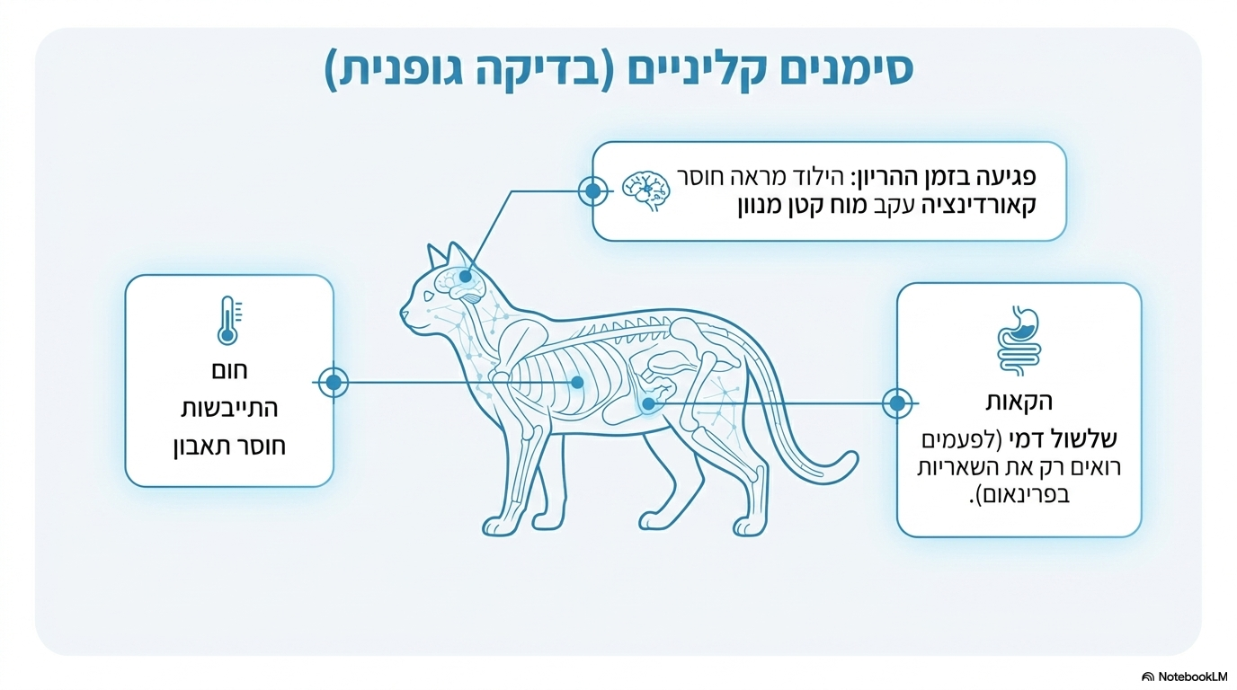 <ul><li><p><strong>בבדיקה הפיזיקלית מתגלים:</strong> <strong>חום גבוה</strong>, <strong>התייבשות</strong> ו<strong>שלשול דמי</strong>.</p></li></ul><p></p>