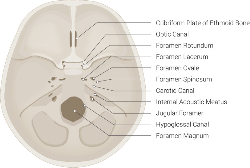 <p>Internal acoustic meatus</p>