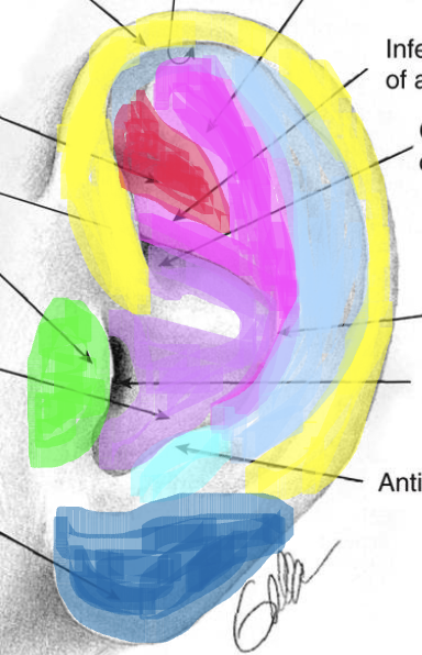 <p>label the parts of the pinna</p>