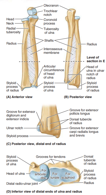 <p>Ulnar notch</p><p>Radial styloid process</p><p>Dorsal tubercle</p><p>Scaphoid fossa</p><p>Lunate fossa</p>