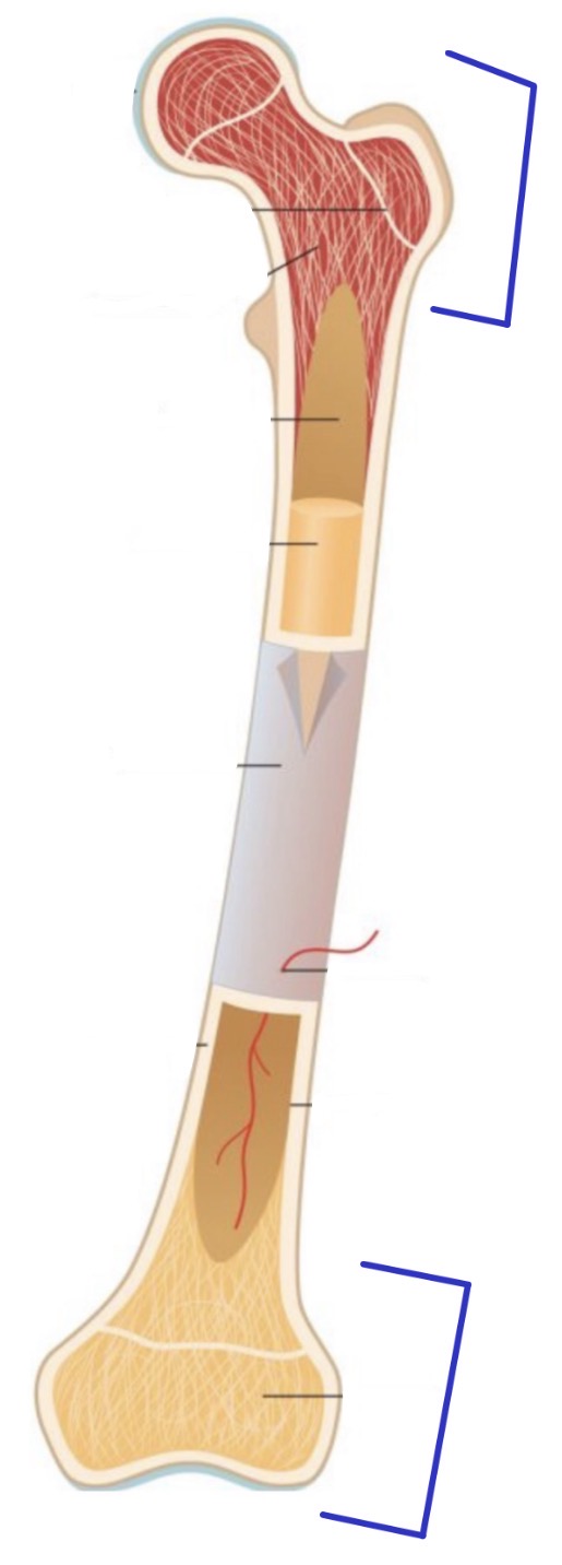 <p><strong>Name the following</strong></p>