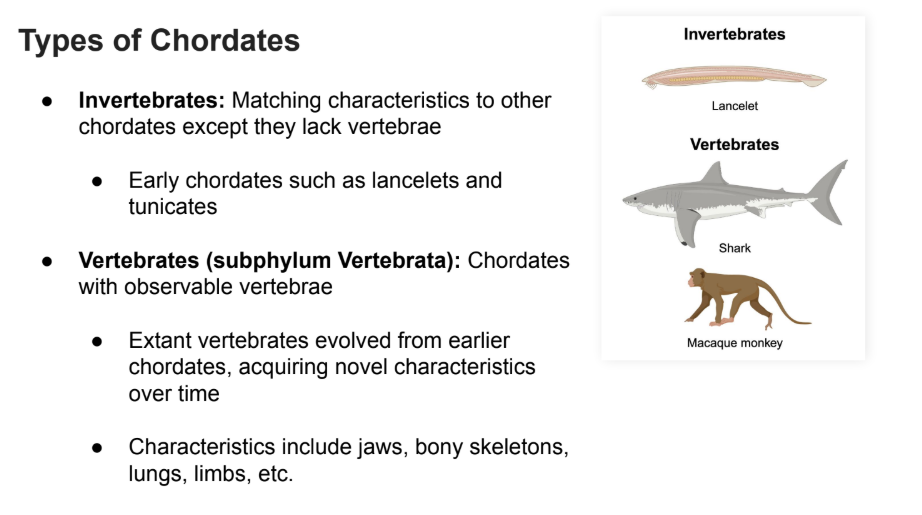 <p>(subphylum Vertebrata): Chordates with observable vertebrae</p><ul><li><p><strong>Extant vertebrates </strong>evolved from <strong>earlier chordates</strong>, acquiring novel characteristics over time</p></li><li><p>Characteristics include jaws, bony skeletons, lungs, limbs, etc. </p></li></ul><p></p>