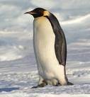 <p>A black and white sea bird that walks on ice and swims is a _____.</p>