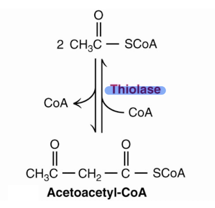 <p>Acetyl-coa and thiolase →</p>
