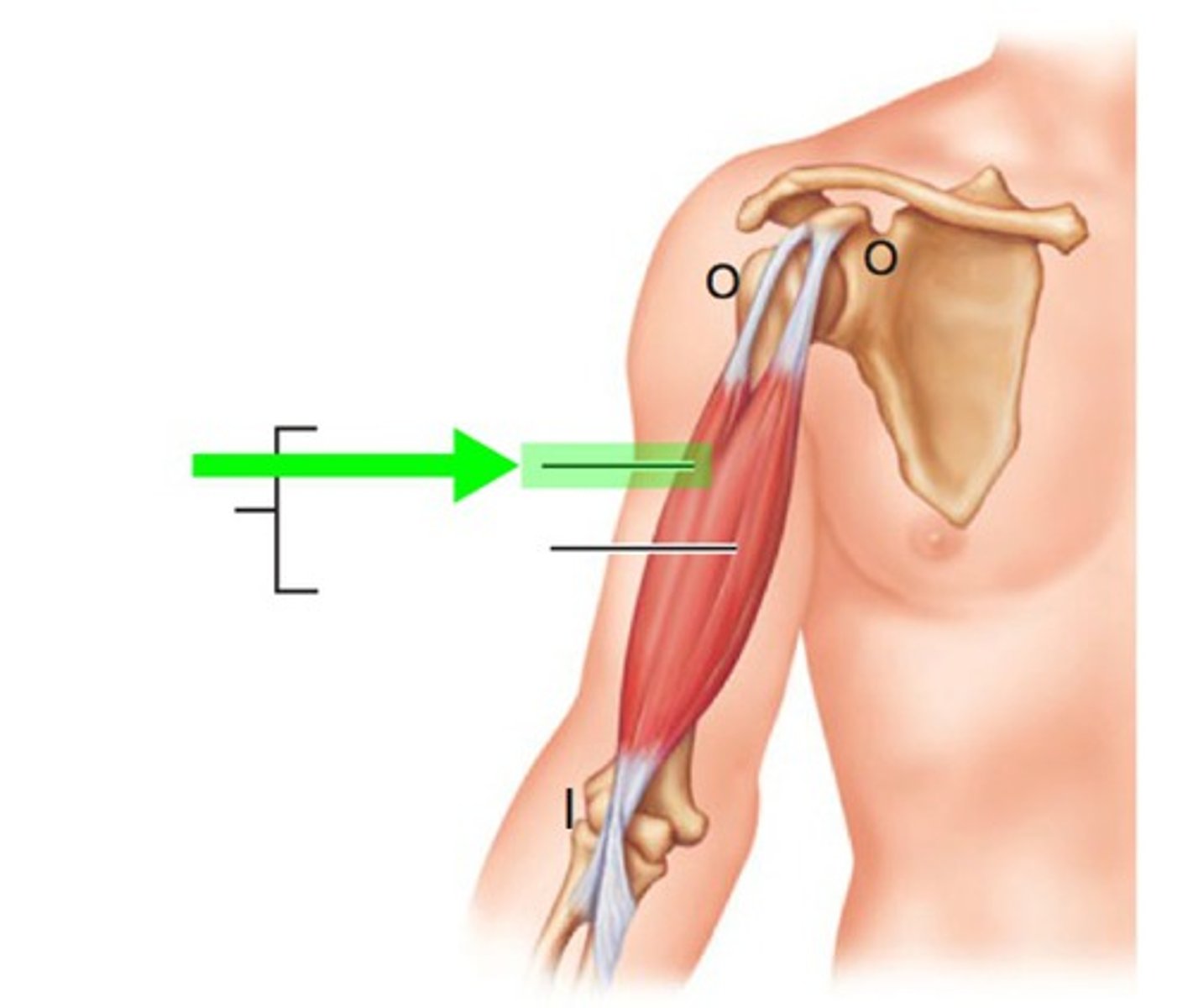 <p>Biceps Brachii</p>