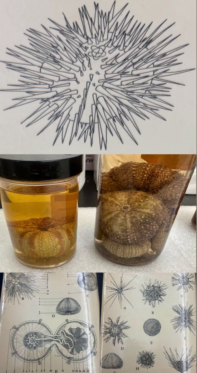 <p>Phylum</p>